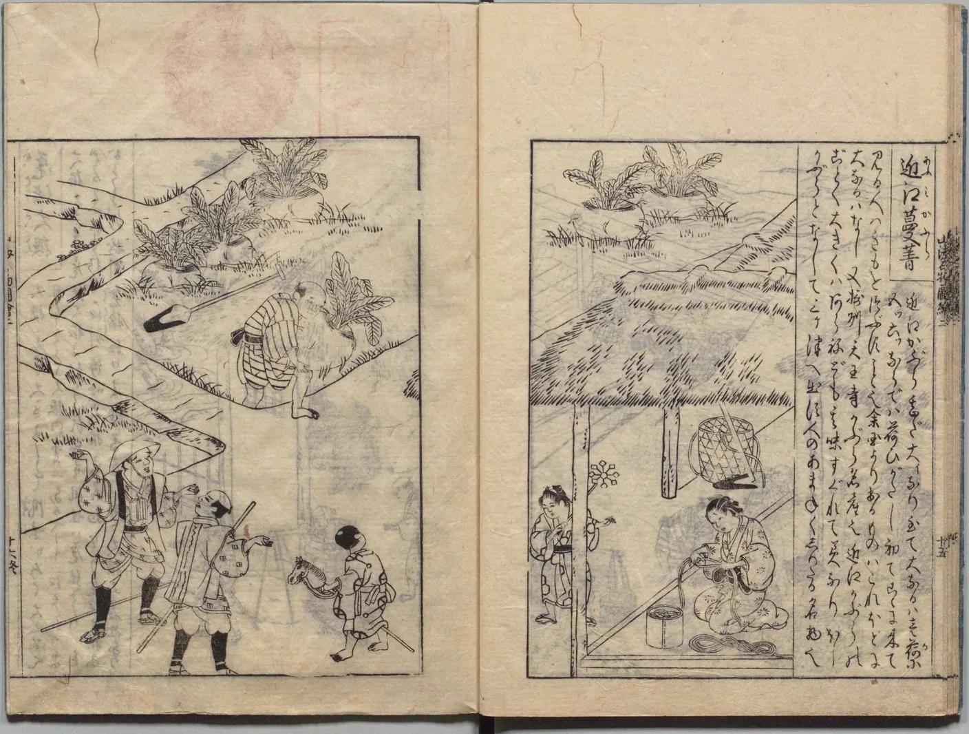近江蕪の図