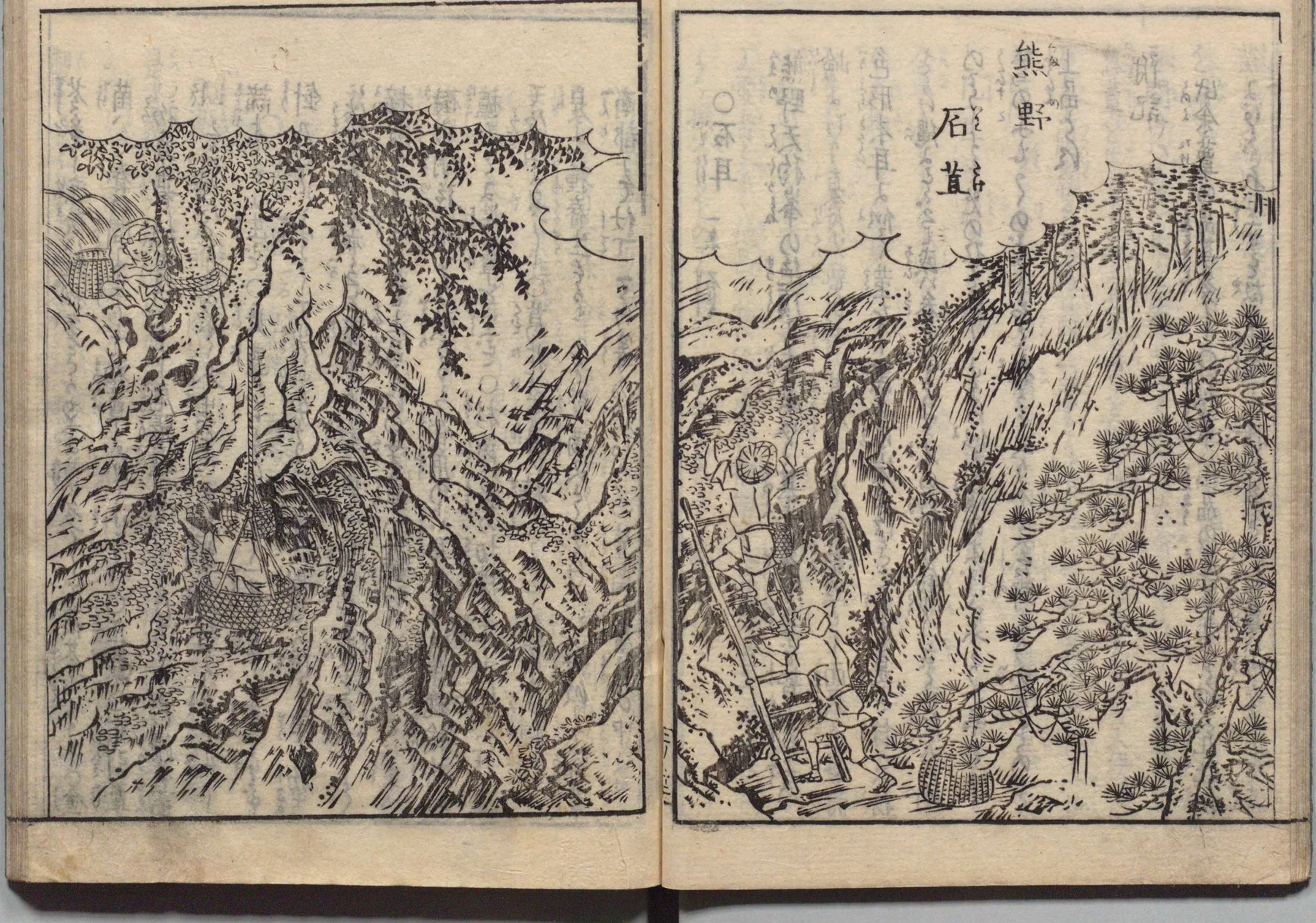 熊野の断崖から石耳を採取する図