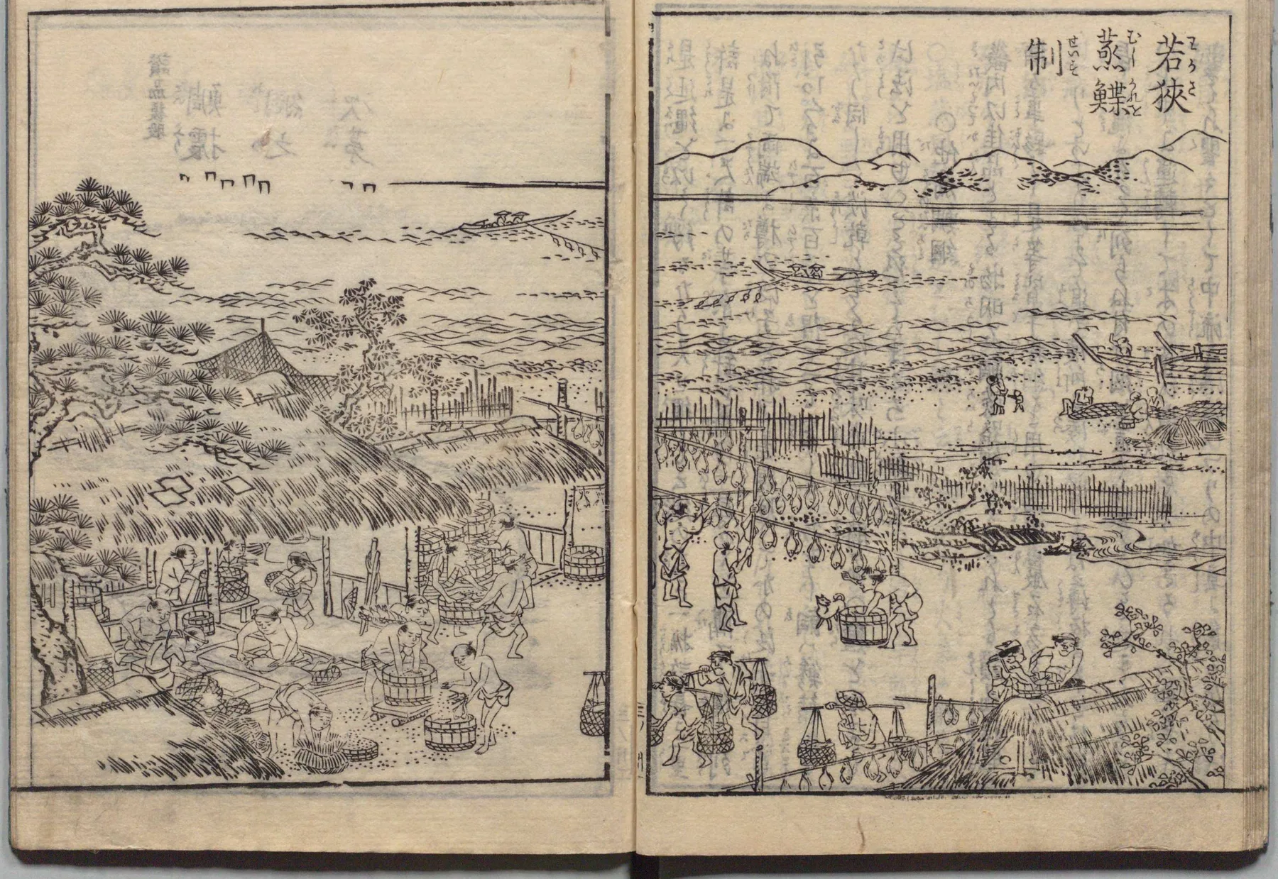 若狭・鯛と鮭の加工処理の図