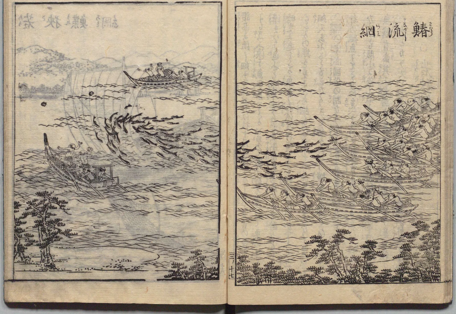 能登・若狭の鯖漁の図