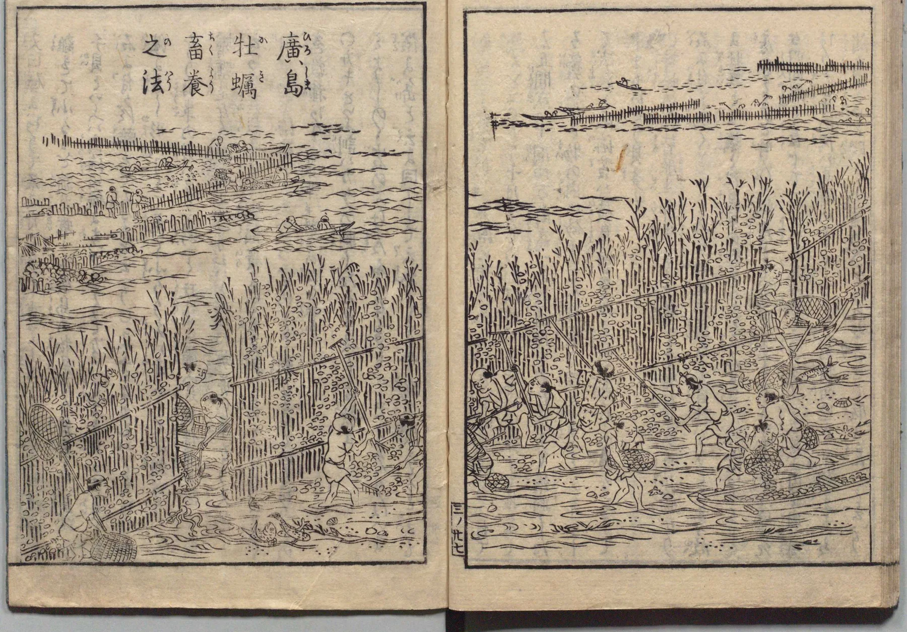 広島湾の牡蠣養殖「ひび建て」の図