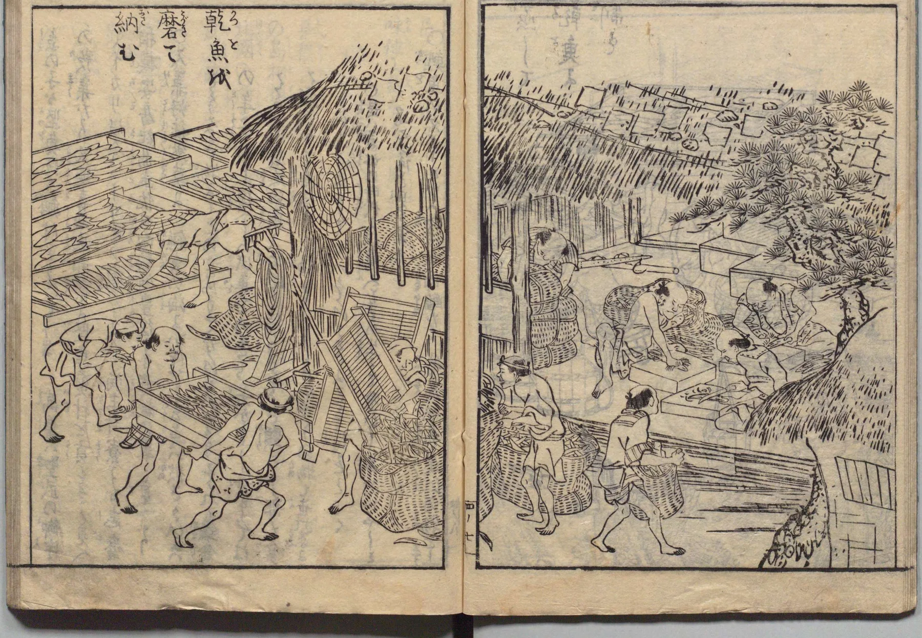 乾鰹を磨いて納める図