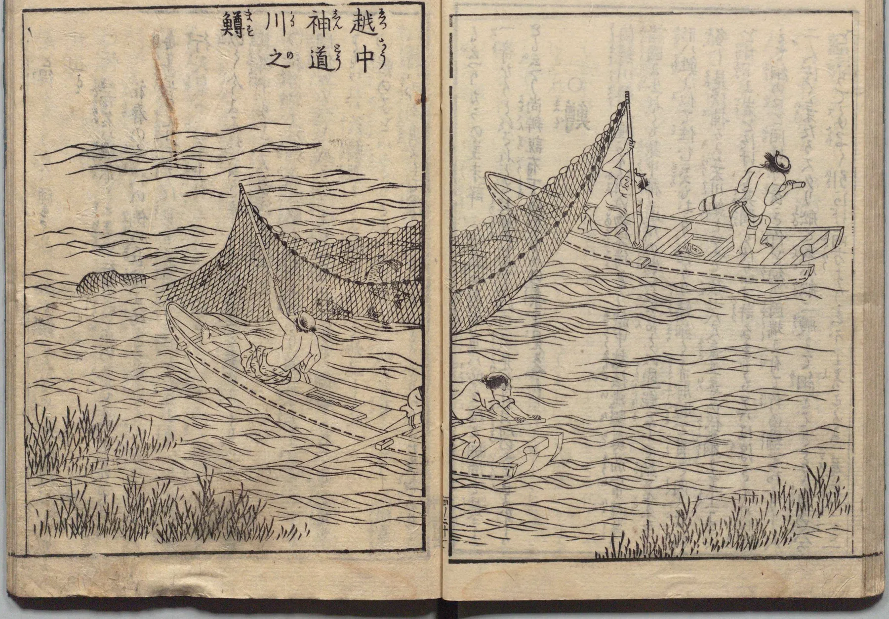 越中神通川之鯛（ます）の漁の図