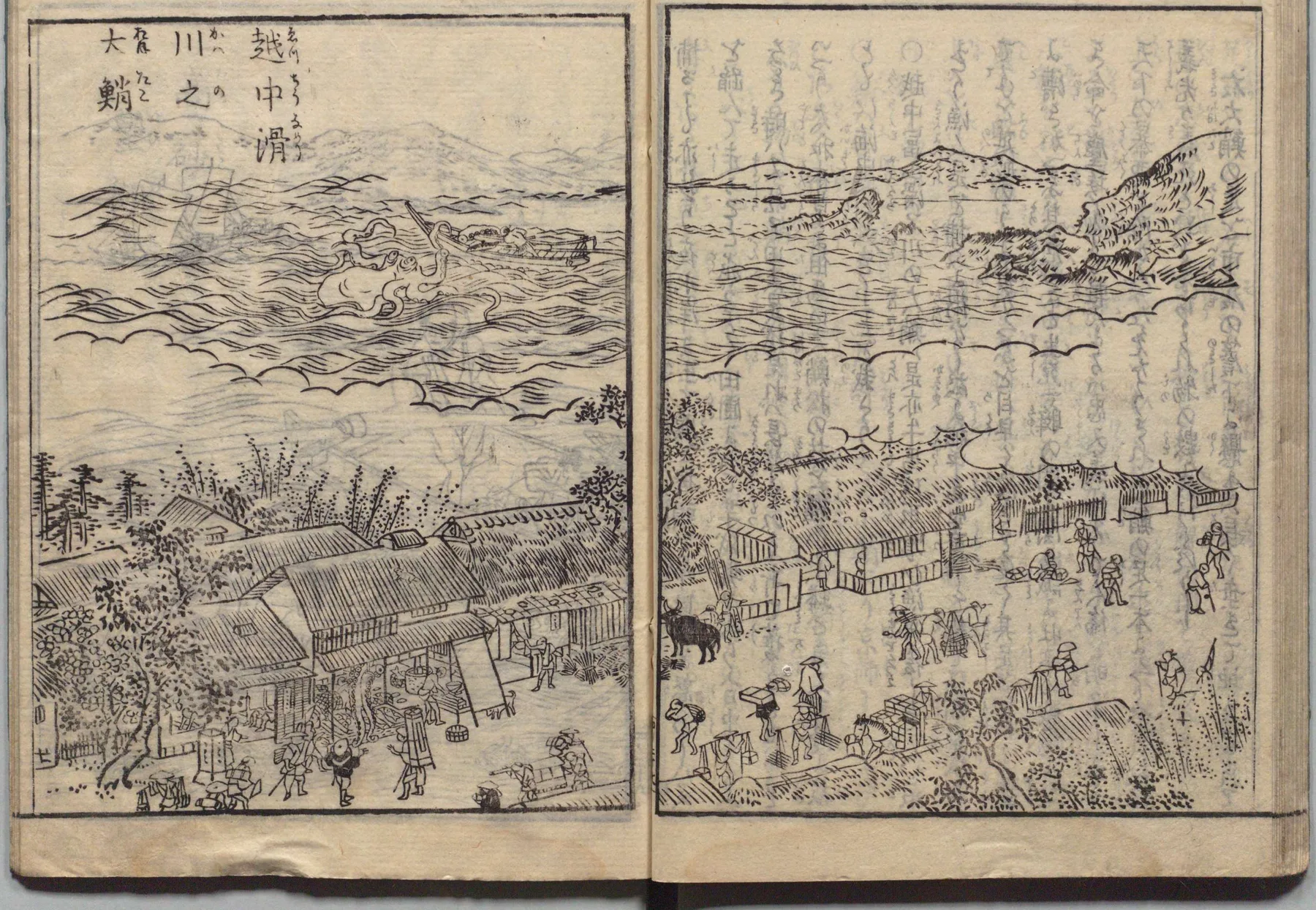 越中川之大鮸（おおたこ）の図